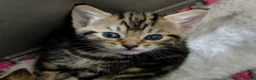 Mixed Breed cats for sale: Beautiful tabby boy kitten  in Woodbridge - Advert 8