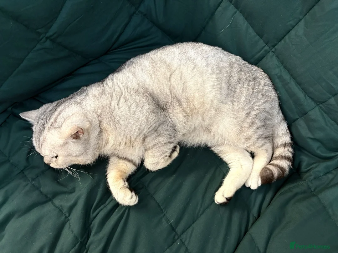 British Shorthair cats for stud: 🌟 British Shorthair Chinchilla GCCF Champion 🌟 - Advert 11