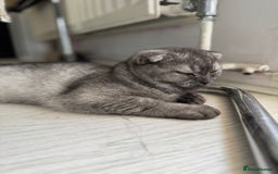 Scottish Fold cats for sale: Scottish Fold Kittens Ready for Permanent Homes ✨ - Image 4