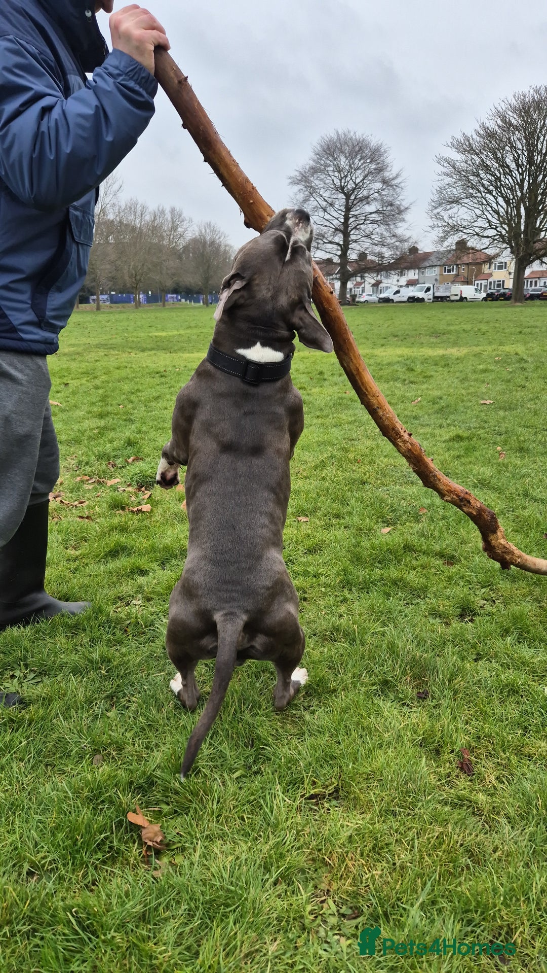 Mixed Breed dogs for sale: Bullmastiff x puppies 🐶  - Image 14