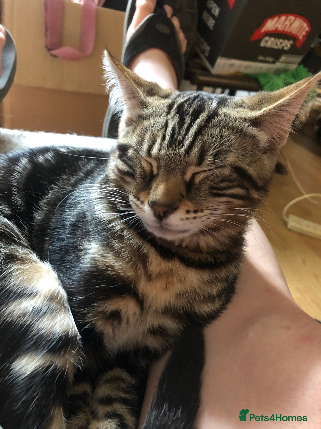 Bengal cats for sale: Bengal cross - Image 9