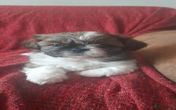 Shih Tzu dogs for sale: 3 Shih-tzu boys looking for forever home - Advert 6