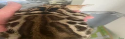 Bengal cats for sale: GCCF Registered Pedigree Kittens  in Huddersfield - Advert 6