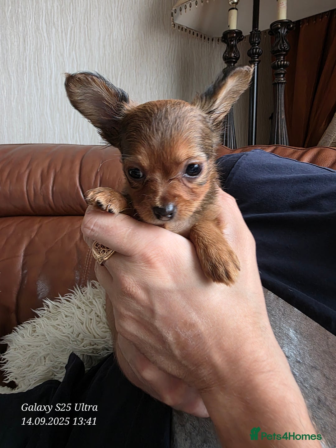 Russian Toy Terrier dogs for sale: Russian Toy Puppies  - Image 9