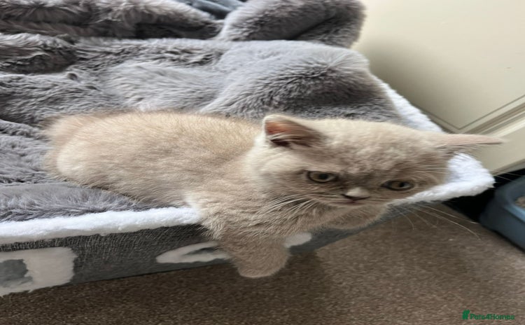 British Shorthair cats - Advert 14