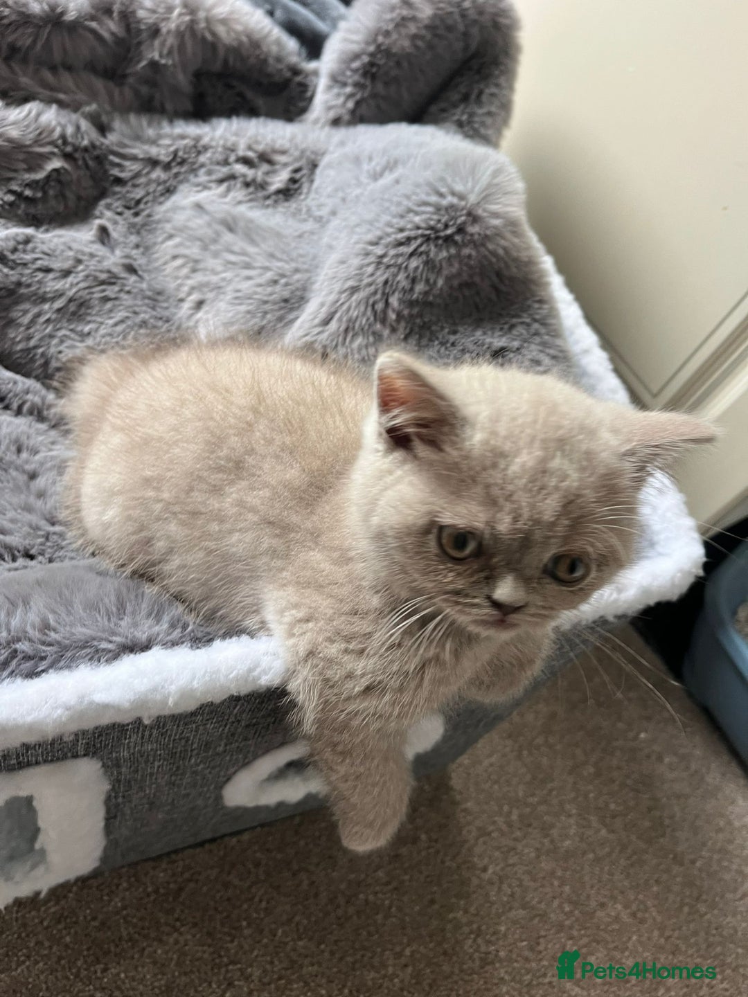 British Shorthair cats for sale: LILAC FEMALE BRITISH SHORTHAIR  - Image 1