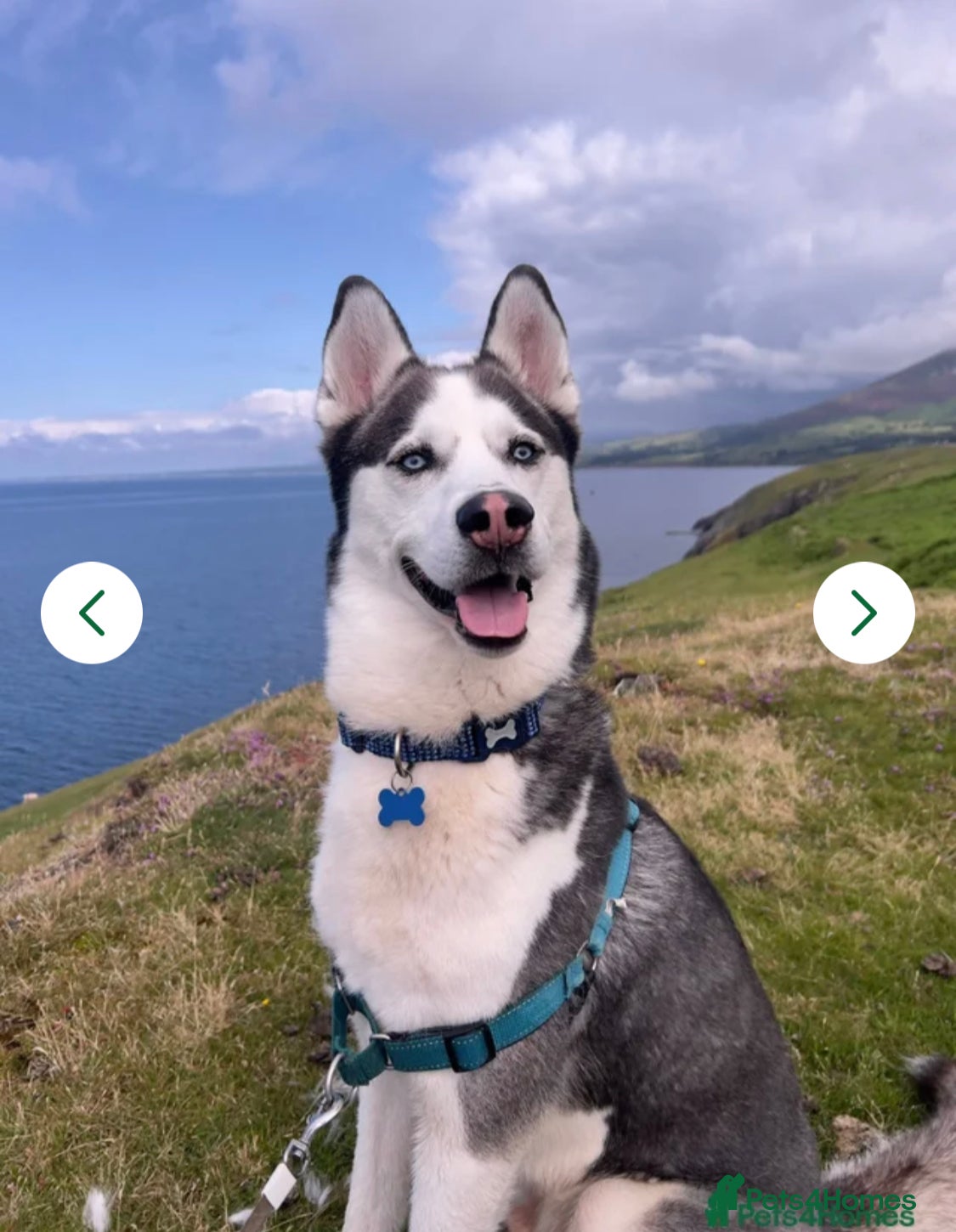 Siberian Husky dogs 7 years  - Advert 15
