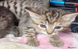 Bengal cats for sale: Bengal cross kittens  - Image 7