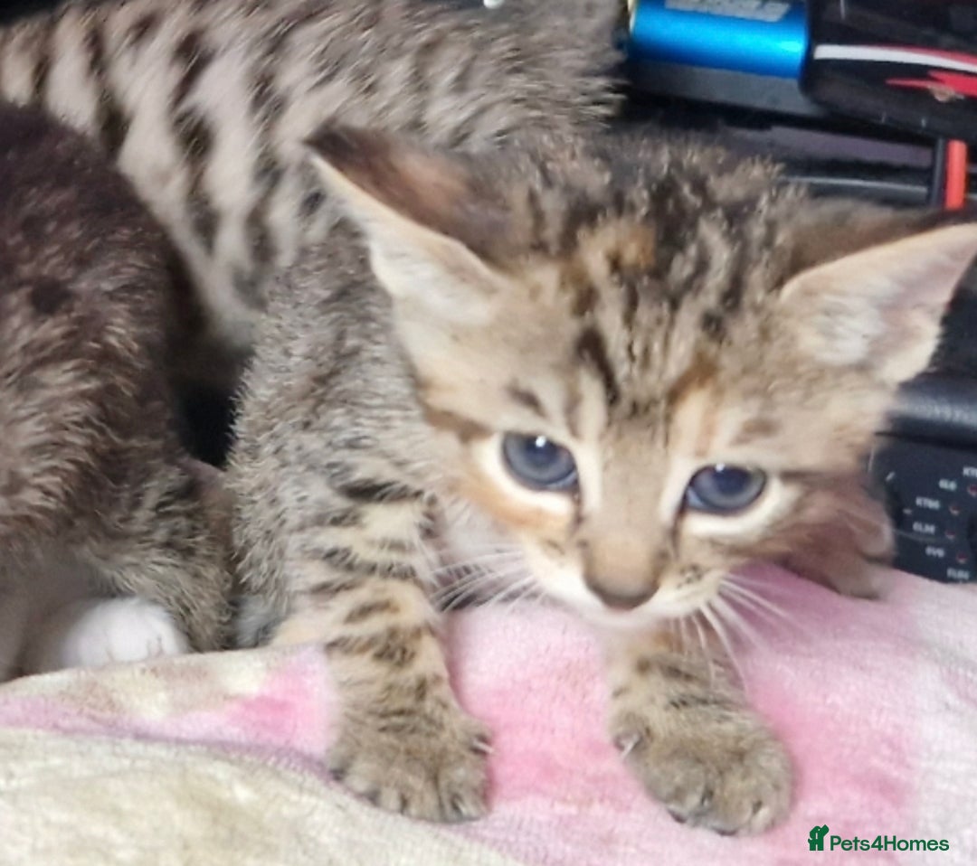 Bengal cats for sale: Bengal cross kittens  - Image 7