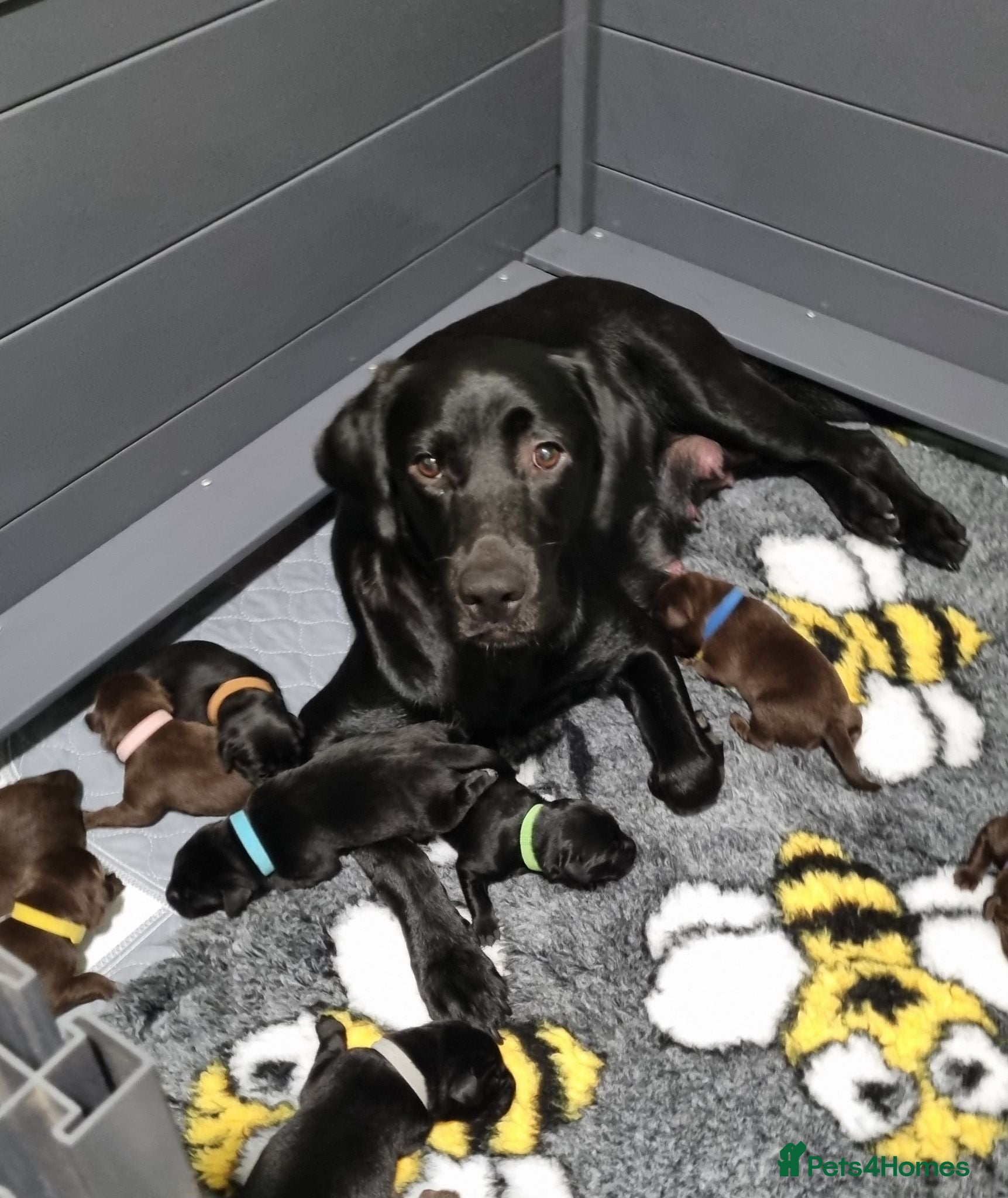 Labrador Retriever dogs  BEAUTIFUL PUPPIES FROM FULLY HEALTHTESTED PARENTS - Advert 1