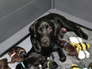 Labrador Retriever dogs BEAUTIFUL PUPPIES FROM FULLY HEALTHTESTED PARENTS - Advert 1