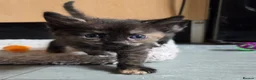 Mixed Breed cats for sale: Beautiful Fluffy Kittens Looking for Forever homes - Advert 25