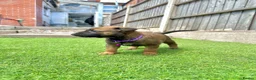 Belgian Shepherd Dog dogs for sale: KC Belgian Malinois Puppys for sale - Advert 23