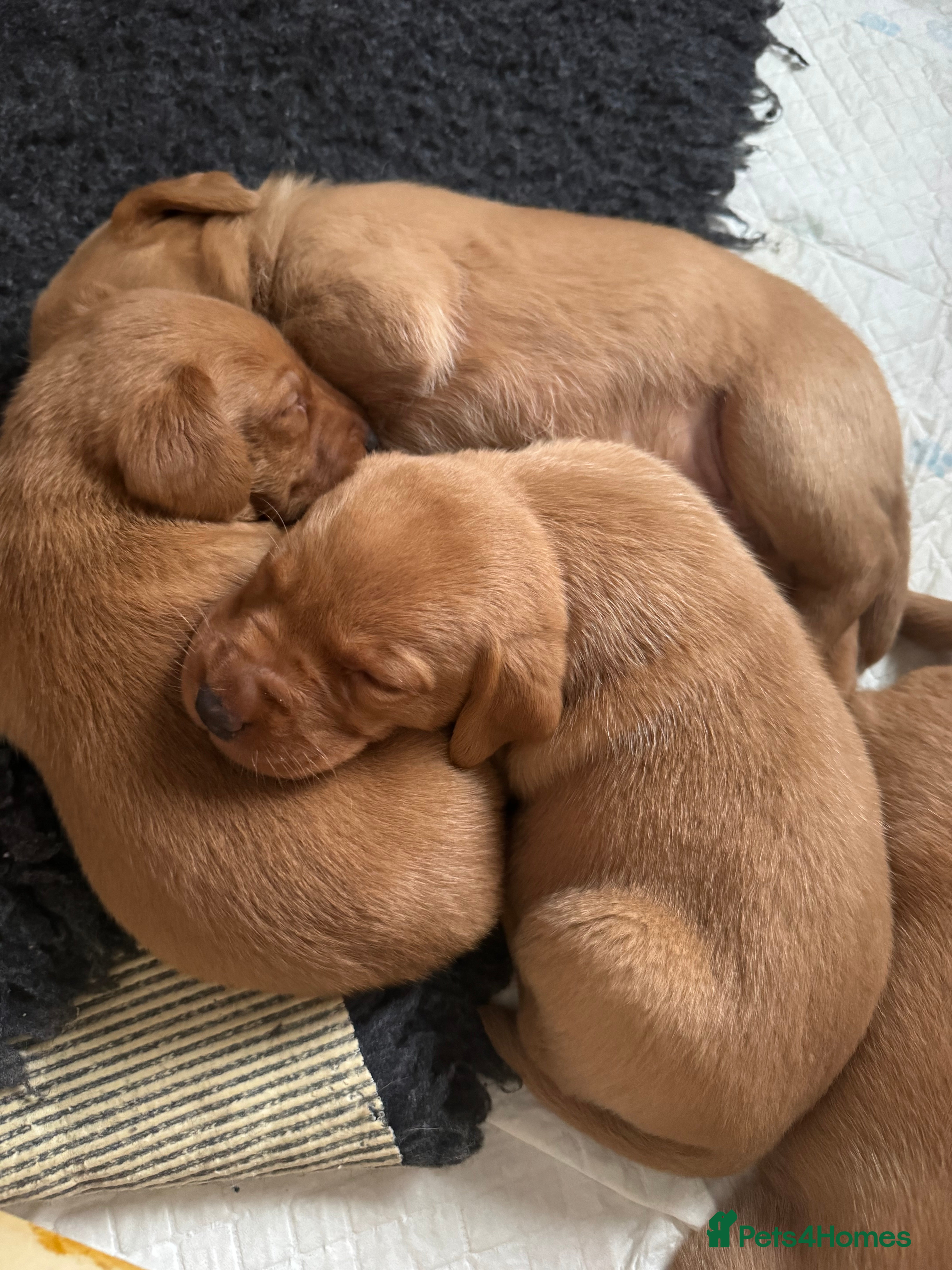 Labrador Retriever dogs KC Registered Fox Red Labrador Puppies  - Advert 16