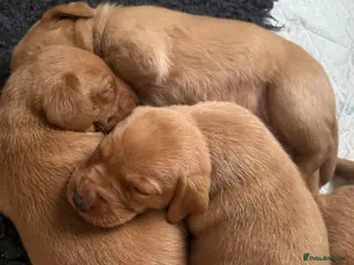 Labrador Retriever dogs KC Registered Fox Red Labrador Puppies - Advert 16