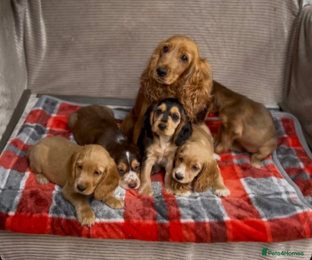 Cocker Spaniel dogs for sale: STUNNING COCKER SPANIEL PUPPIES  - Image 7
