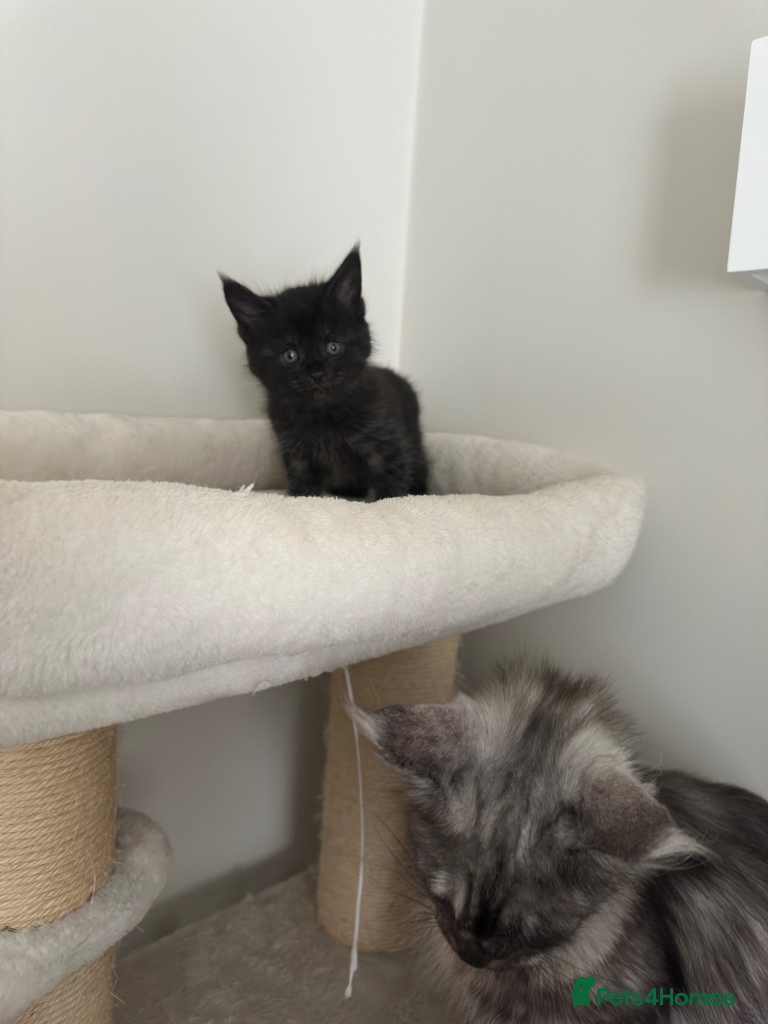Mixed Breed cats for sale: Maine coon mix breed kittens  - Advert 7