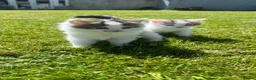 British Longhair cats for sale: CUTE FLUFFY KITTENS LOOKING FOR A FOREVER HOME - Advert 21