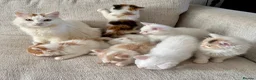Munchkin cats for sale: Munchkin girls - Advert 8
