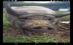 Pig livestock for sale: Ronnie and reggie  - Image 33