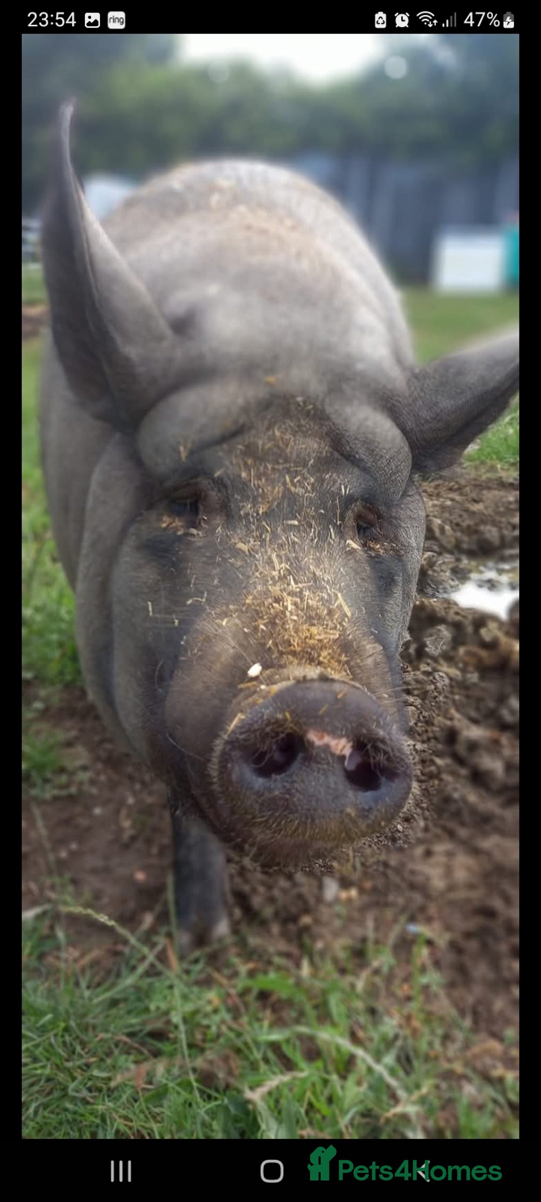 Pig livestock for sale: Ronnie and reggie  - Image 33