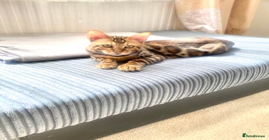 Bengal cats in Northampton - Advert 11