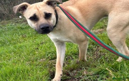 Mixed Breed dogs for adoption: Rocco - Norwich Norfolk  - Image 3