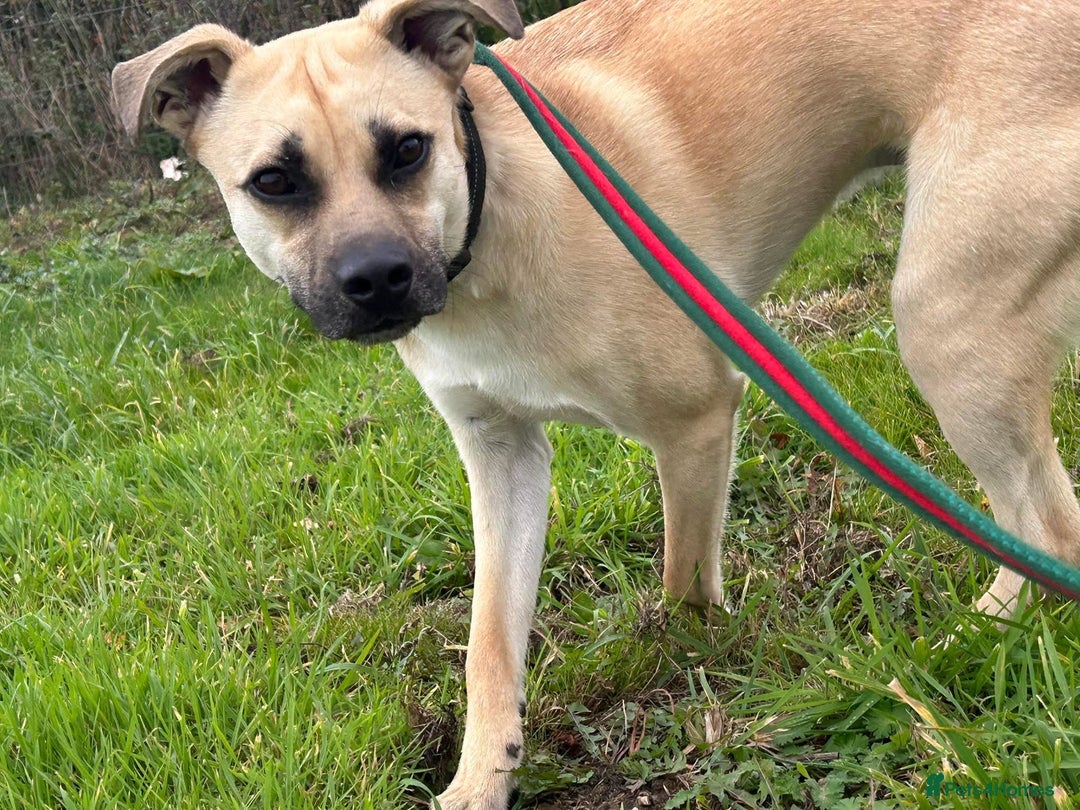 Mixed Breed dogs for adoption: Rocco - Norwich Norfolk  - Image 3