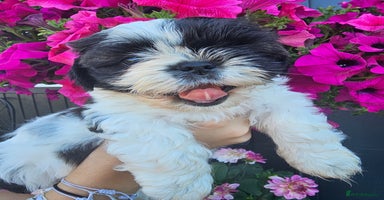 Shih Tzu dogs - Advert 5