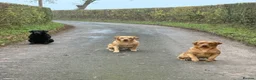 Labrador Retriever dogs for stud: ‘Bear’ Fox Red for stud.  - Advert 3