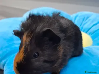 Guinea Pig rodents Marvelous males - Advert 19