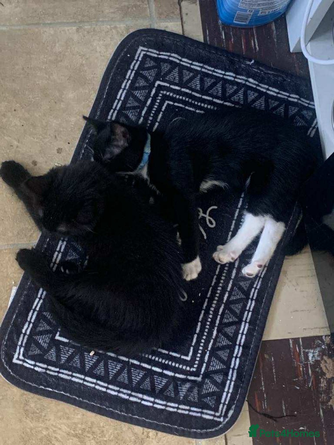 British Shorthair cats for sale: Two kittens  - Image 1