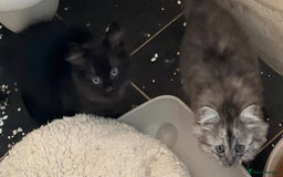 Siberian cats for sale: Siberian Kittens - Image 6