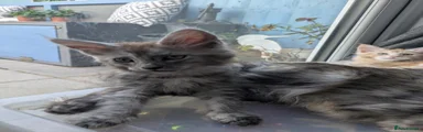 Maine Coon Kitten 3