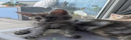 Maine Coon cats for sale: 5 beautiful male coon males  - Advert 9