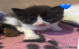 Mixed Breed cats for sale: Half British Short Haired Kittens - Image 10