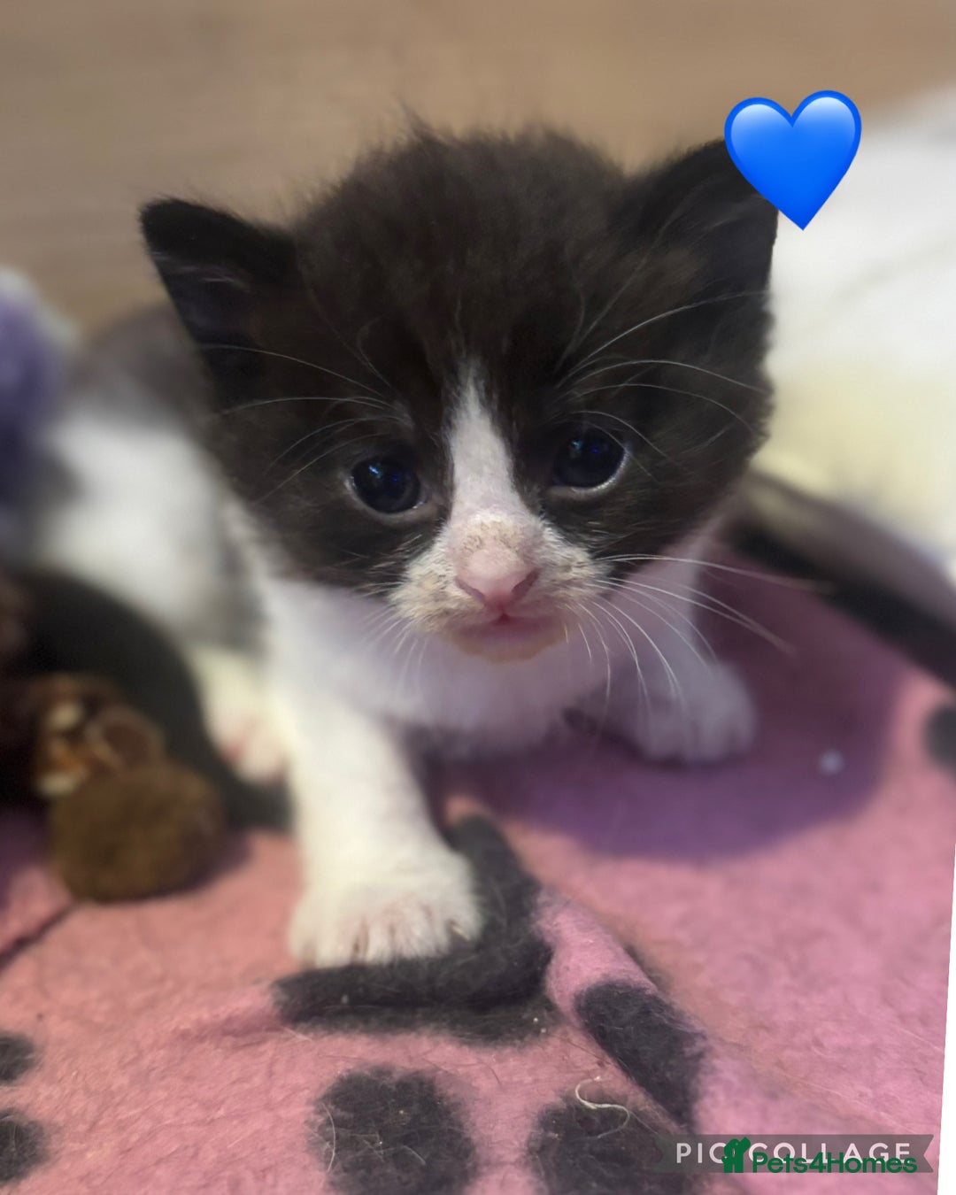 Mixed Breed cats for sale: Half British Short Haired Kittens - Image 10