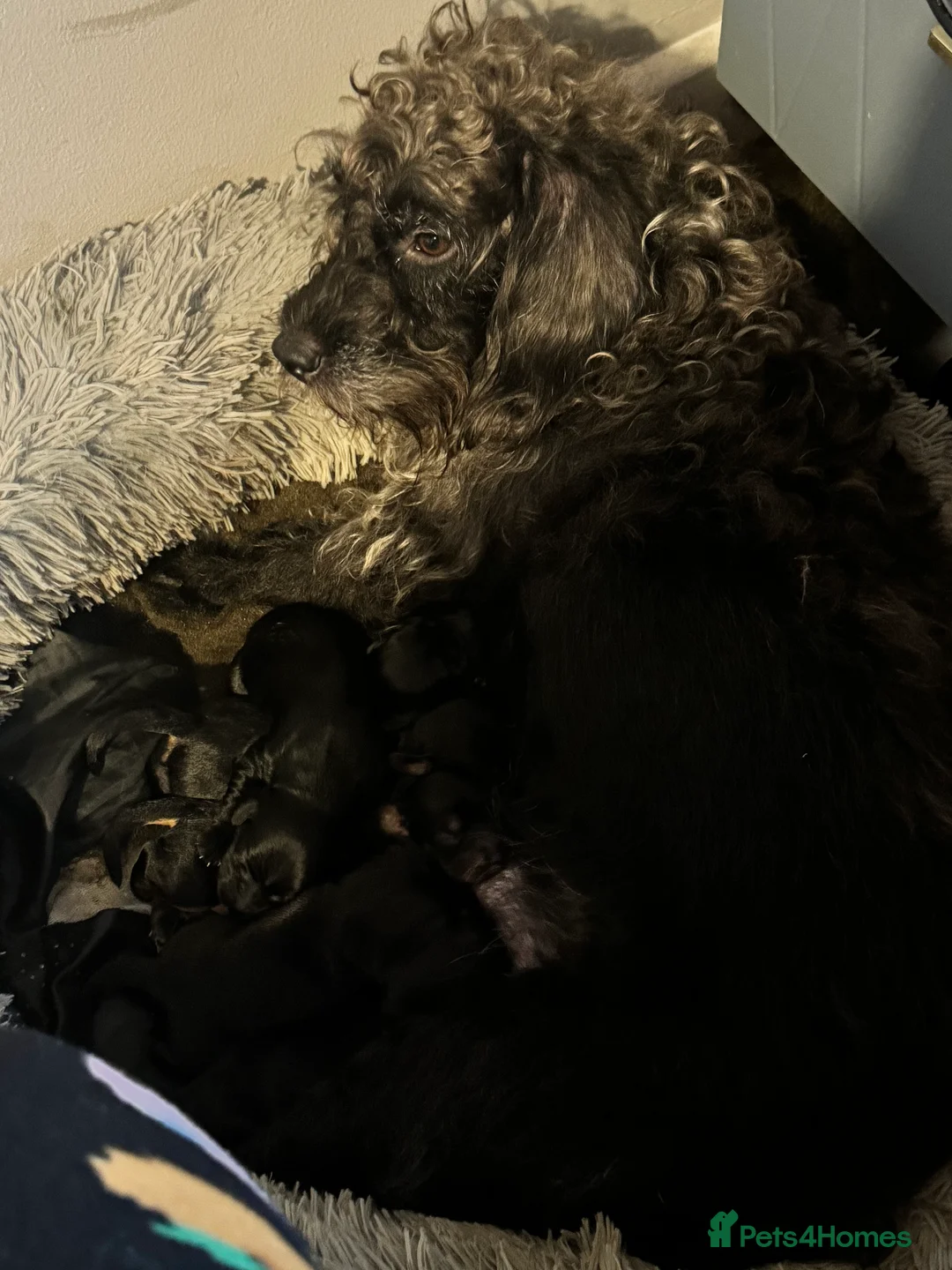 Doxiepoo dogs for sale: Doxiepoo pups  - Advert 17