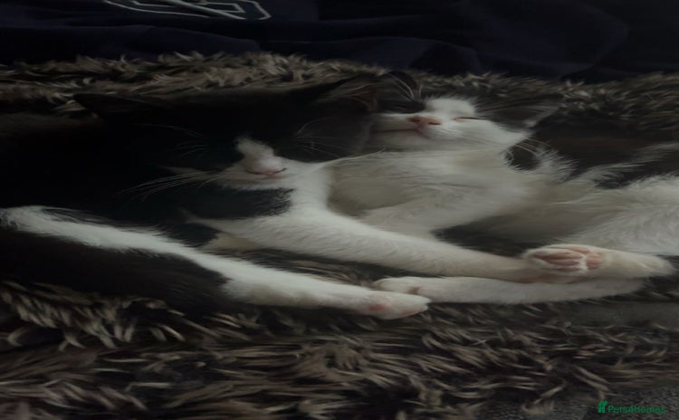 Mixed Breed cats - Advert 1