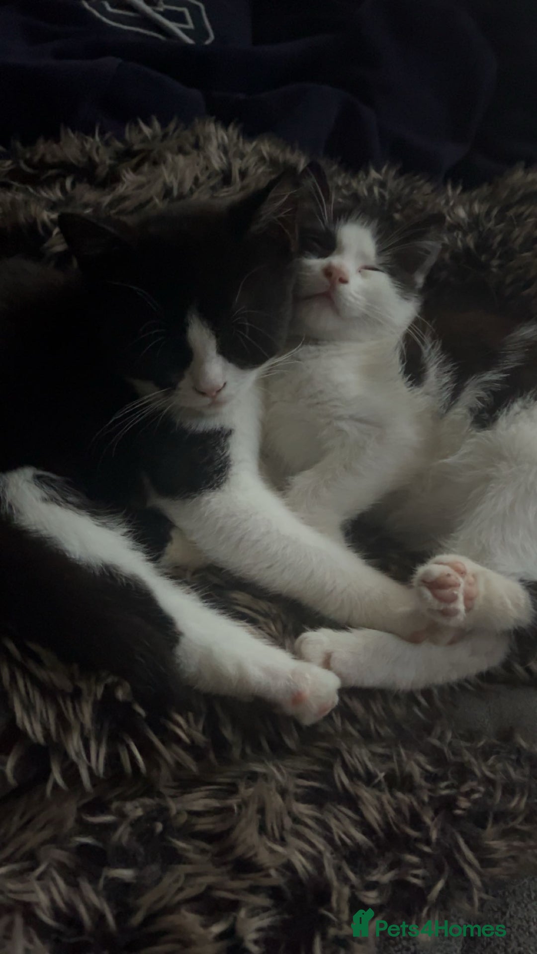 Mixed Breed cats for sale: 6 mixed breed / british shorthair kittens - Image 1
