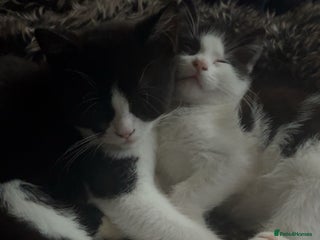 Mixed Breed cats - Advert 4