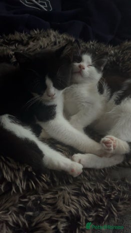 Mixed Breed cats - Advert 13