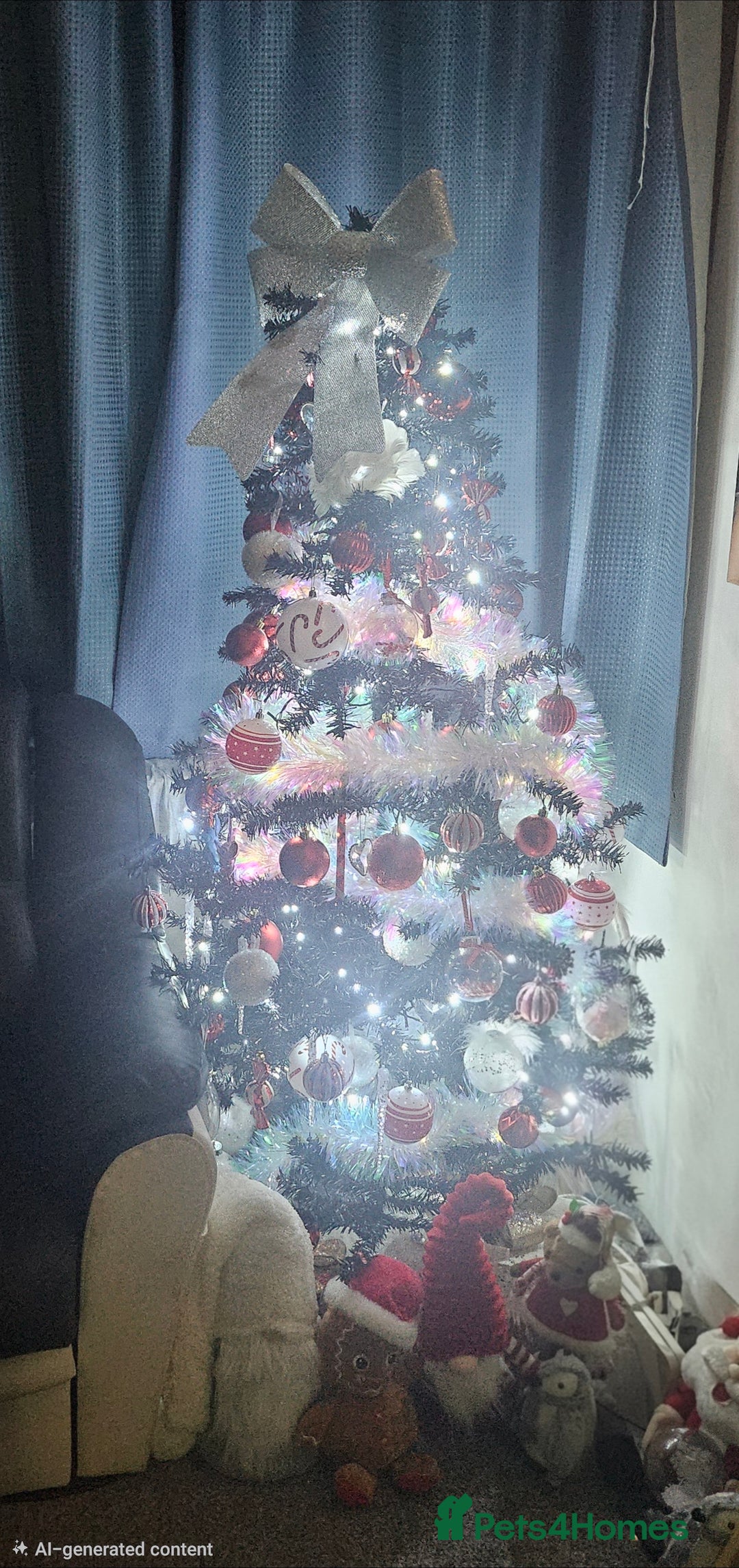 Chiweenie dogs for sale: Poppie the chiwee - Advert 6