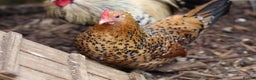 Chickens poultry for sale: Sablepoot Chicks, Growers, Hens, Hatching Eggs - Advert 2