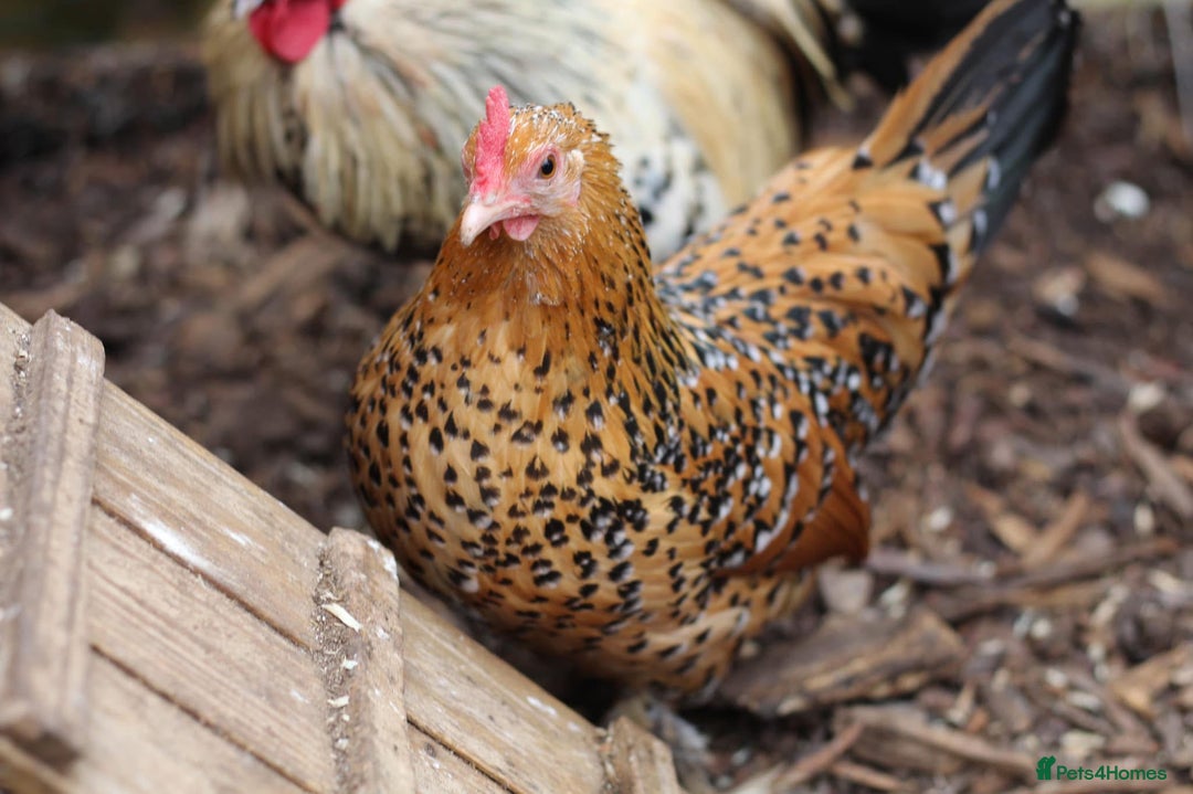Chickens poultry for sale: Sablepoot Chicks, Growers, Hens, Hatching Eggs - Image 2