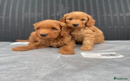 Cockapoo dogs for sale: Beautiful f1 cockapoos ready now - Image 5