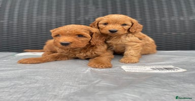 Cockapoo dogs - Advert 12