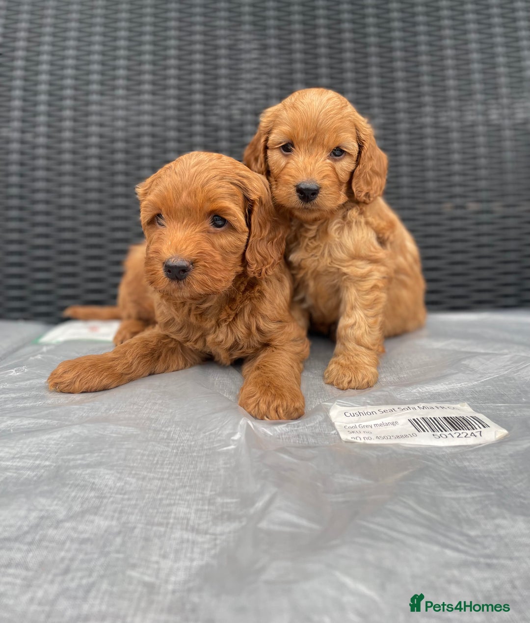 Cockapoo dogs for sale: Beautiful f1 cockapoos ready now - Image 5