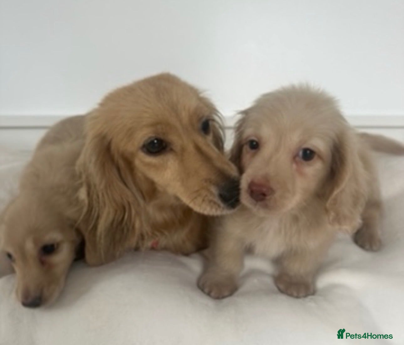 Miniature Dachshund dogs 👑✨MINI LONG HAIRED CREAMS✨👑 KC ✨ HEALTH TESTED ✨ - Advert 2