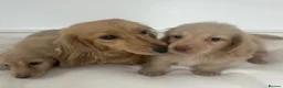 Miniature Dachshund dogs for sale: 👑✨MINI LONG HAIRED CREAMS✨👑 KC ✨ HEALTH TESTED ✨ - Advert 2
